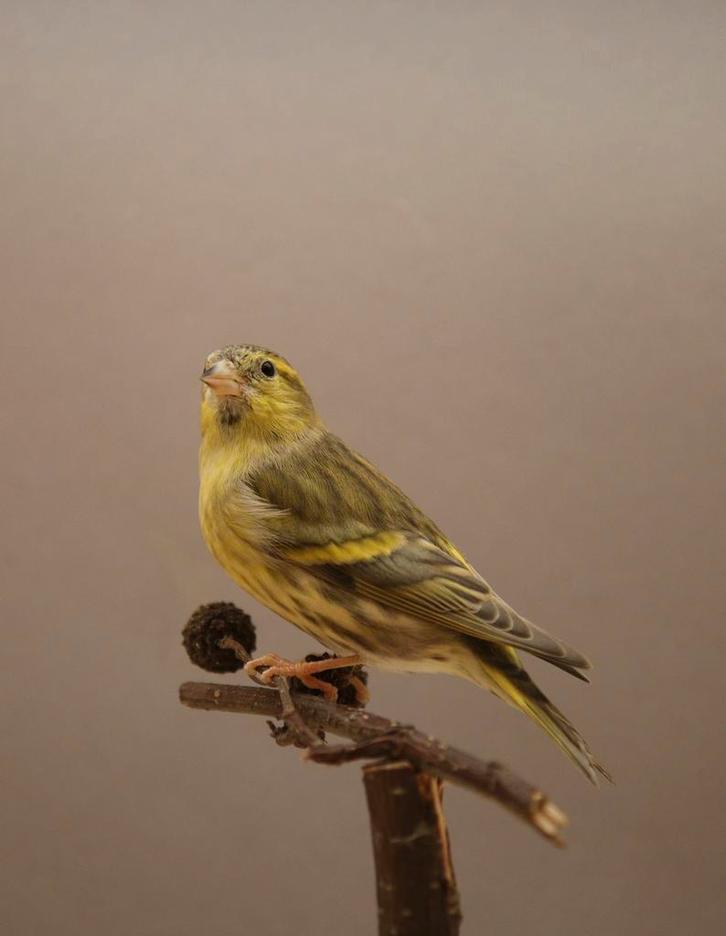 Europese sijs 1-0, Dieren en Toebehoren, Vogels | Overige Vogels, Wildzangvogel, Mannelijk, Geringd