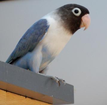 Dwergpapegaaitjes (Agapornis Personata) beschikbaar voor biedingen