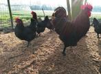 Broedeieren Marans zwartkoperhals, Dieren en Toebehoren, Pluimvee