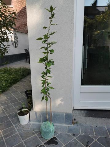 Hibiscus Althea  beschikbaar voor biedingen