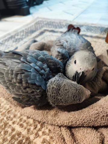 Gris de Gabon  beschikbaar voor biedingen
