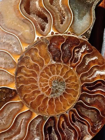 Belle paire d'ammonites fossiles polies et découpées