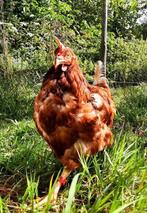 kippen te koop, Dieren en Toebehoren