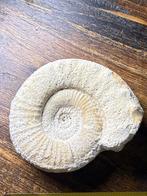 Belle ammonite (10 cm), Enlèvement ou Envoi, Fossile