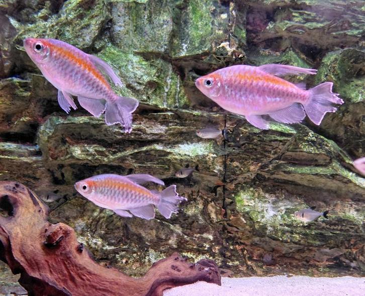 Volwassen groep congo tetra's, Dieren en Toebehoren, Vissen | Aquariumvissen, Zoetwatervis, Vis, Schoolvis