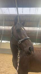 Prachtige merrie zoekt een nieuwe thuis !, Dieren en Toebehoren, Paarden, Merrie