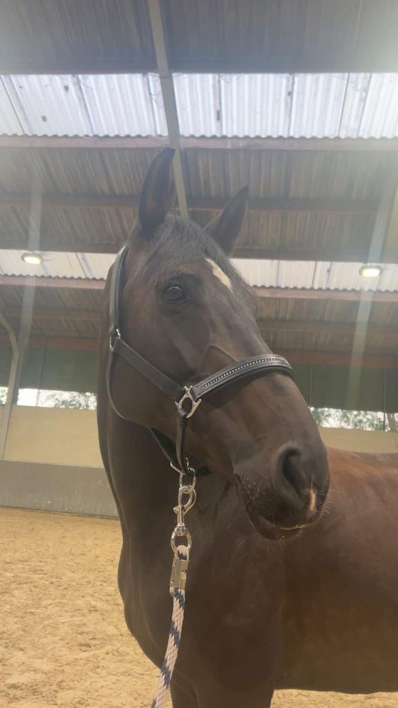 Prachtige merrie zoekt een nieuwe thuis !, Dieren en Toebehoren, Paarden, Merrie