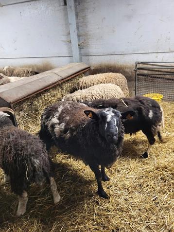 Schapen rammen  beschikbaar voor biedingen