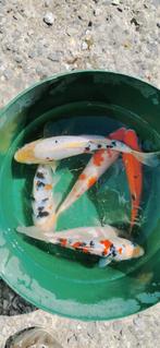 Japans-Belgische High quality koi van 15 tot 35cm, Dieren en Toebehoren