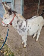 Knap ezel hengstje, Dieren en Toebehoren, Hengst