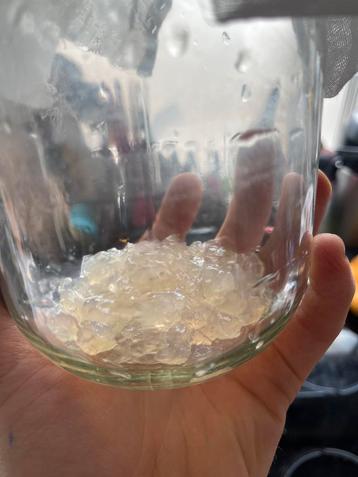 Water kefir korrels  beschikbaar voor biedingen