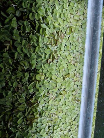 Drijfplantjes aquarium Salvinia Natans beschikbaar voor biedingen