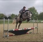 jonge kwalitatieve springpaarden gezocht, Dieren en Toebehoren, Paarden, Zadelmak, Springpaard