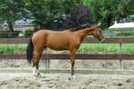 Super brave 1,5 jarige NRPS springgefokt hengst springpaard, Dieren en Toebehoren, Paarden, Springpaard, Hengst, Onbeleerd, Gechipt