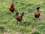 trio kippen Zottegems Hoen, Dieren en Toebehoren, Meerdere dieren, Kip