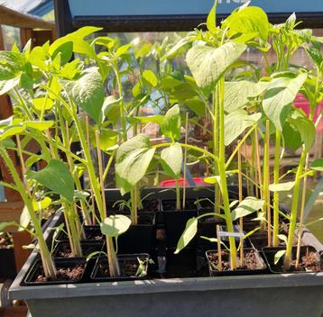 kerstomaat Golden Pearl F1 (planten +/- 30 cm) beschikbaar voor biedingen