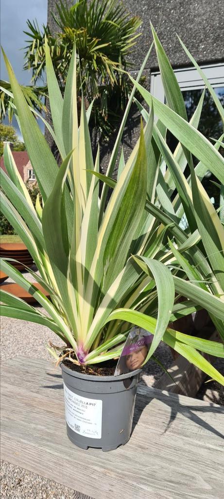 Orchidee Iris - Iris Tect. Cruella, Tuin en Terras, Planten | Tuinplanten, Ophalen