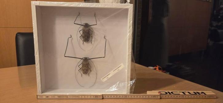 Acrocinus longimanus in kader 32 x 32cm, Verzamelen, Dierenverzamelingen, Zo goed als nieuw, Insect, Ophalen