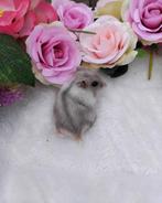 Mooie russiche dwerghamsters, Dieren en Toebehoren, Knaagdieren, Meerdere dieren, Hamster, Tam
