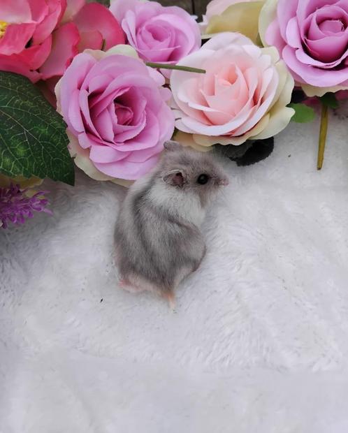 Mooie russiche dwerghamsters, Dieren en Toebehoren, Knaagdieren, Meerdere dieren, Hamster, Tam