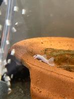 5 Ancistrus Snow White