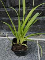 Daglelies, Overige soorten, Volle zon, Vaste plant, Ophalen of Verzenden
