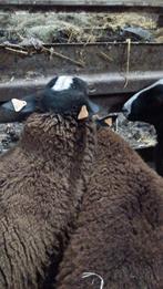 Schapen, Dieren en Toebehoren, Schapen, Geiten en Varkens