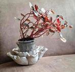 pepperomia crème brulee, Maison & Meubles, Plantes d'intérieur, Autres espèces, Enlèvement ou Envoi, Moins de 100 cm, Plante verte