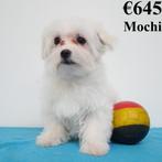 "Mochi & Snow" Maltezer (reutjes) Belgische pups te koop, Dieren en Toebehoren, België, Maltezer, 15 weken tot 1 jaar, CDV (hondenziekte)