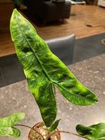 Alocasia Reticulata, Overige soorten, Minder dan 100 cm, Groene kamerplant, Halfschaduw