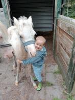 Welsh palomino merrie veulen, Dieren en Toebehoren