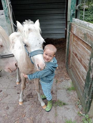 Welsh palomino merrie veulen  beschikbaar voor biedingen