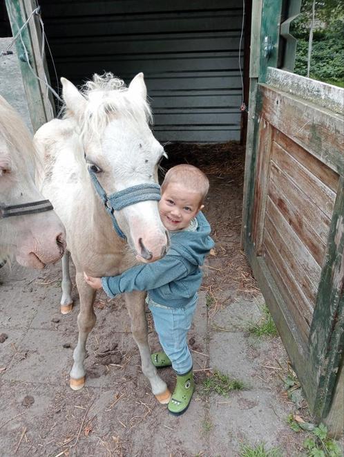 Welsh palomino merrie veulen, Dieren en Toebehoren, Pony's