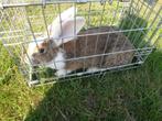 2 Vlaamse reuzen voedsters., Dieren en Toebehoren, Konijnen