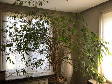 Ficus beschikbaar voor biedingen