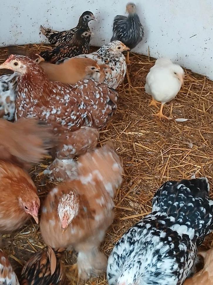 Cochin krielen, Dieren en Toebehoren, Pluimvee, Kip, Meerdere dieren