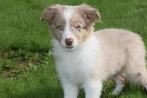 Border collie pups 💖💖💖, België, 15 weken tot 1 jaar, CDV (hondenziekte), Collie