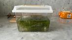 Limnophila Heterophylla (€2 voor alles), Dieren en Toebehoren, Ophalen, Nieuw