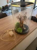 Biorb aquarium 30 liter met LED – design, Enlèvement, Utilisé