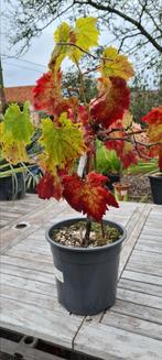 Druivelaar Vitis Vinifera, Ophalen