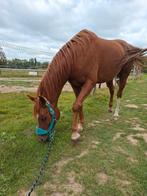 Zalige arabier 10j, Dieren en Toebehoren, Paarden, Ruin, Minder dan 160 cm, Met stamboom, 7 tot 10 jaar