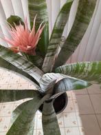 Kamerplant Bromelia, Huis en Inrichting, Kamerplanten, Ophalen