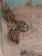 1-1 bruinborstbospatrijs, Dieren en Toebehoren, Vogels | Overige Vogels