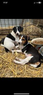 Jack russel pups, Dieren en Toebehoren, Honden | Jack Russells en Terriërs, CDV (hondenziekte), Meerdere, 8 tot 15 weken, Meerdere dieren