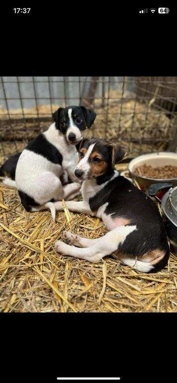 Jack russel pups