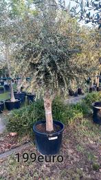 Olijfbomen olea europaea aan stuntprijzen!, Tuin en Terras, Planten | Bomen, Ophalen of Verzenden