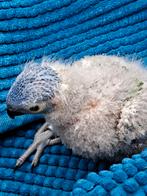 Lori van de blauwe bergen, Dieren en Toebehoren, Vogels | Parkieten en Papegaaien