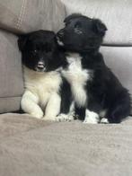Kruising tussen border collie en labrador, Dieren en Toebehoren, Honden | Chihuahua's en Gezelschapshonden, België, Overige rassen
