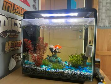 Goed onderhouden Aquarium met 2 goudvissen ca. 45L, Dieren en Toebehoren, Ophalen, Zo goed als nieuw, Gevuld zoetwateraquarium
