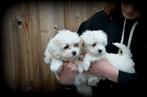 Maltezer pups, Dieren en Toebehoren, België, Maltezer, CDV (hondenziekte), 8 tot 15 weken